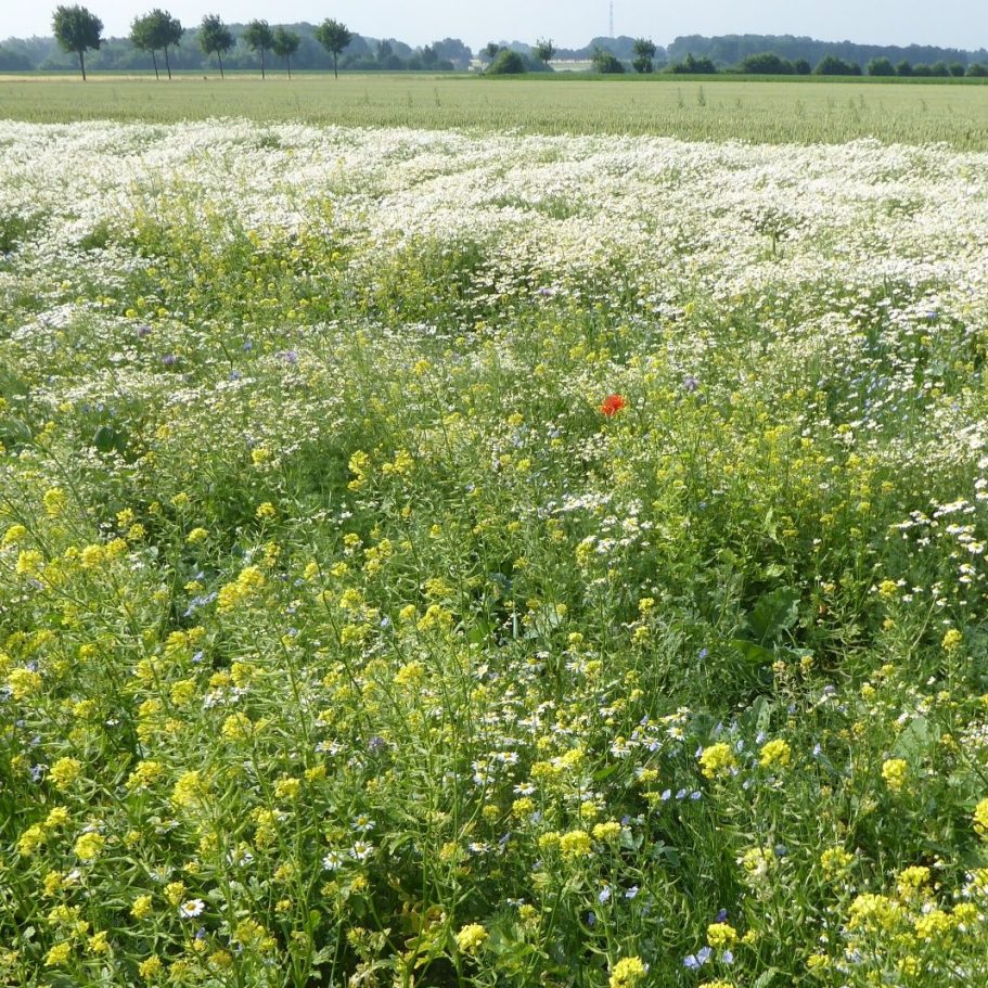 Vertragsnaturschutzfläche