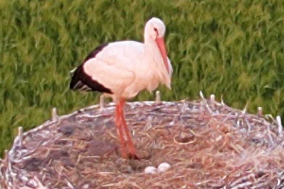 Storchennest in Empte