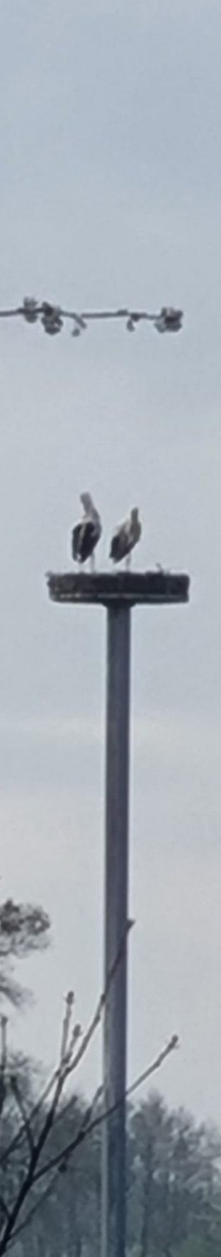 Storchennest in Empte